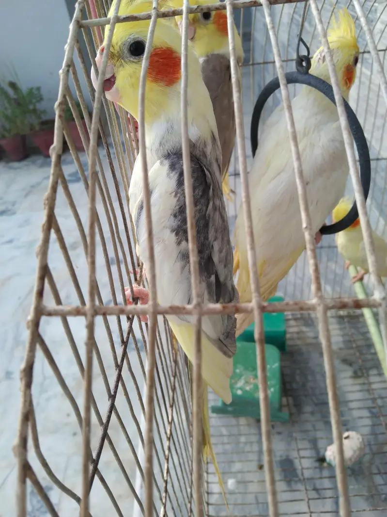 ek breeding pair hai baqi or 4 bachay hain jo inho ne hi diye hain — photo 4