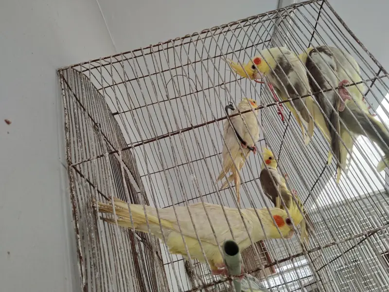 ek breeding pair hai baqi or 4 bachay hain jo inho ne hi diye hain — photo 5