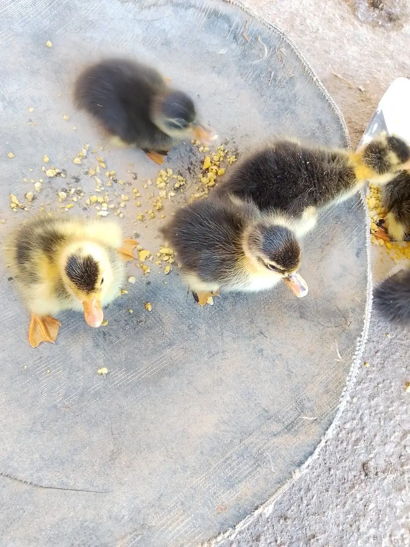 Fertile duck and guinea fowl eggs — photo 2