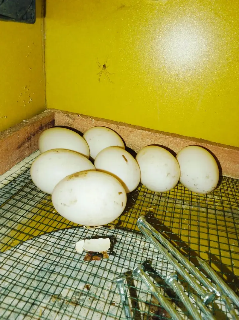 Fertile duck and guinea fowl eggs — photo 3