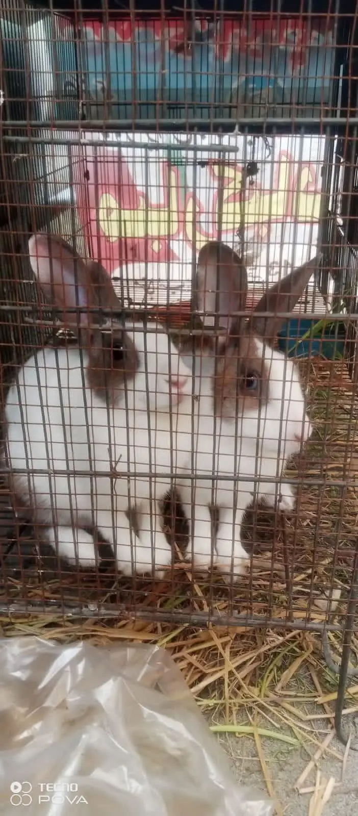2 breeder pair for sale