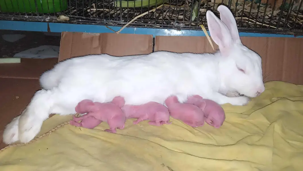 2 breeder pair for sale — photo 2