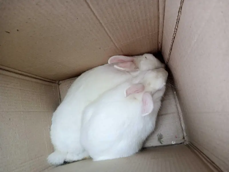 2 breeder pair for sale — photo 3