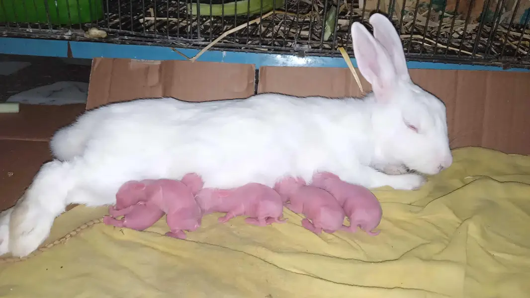 2 breeder pair for sale — photo 4