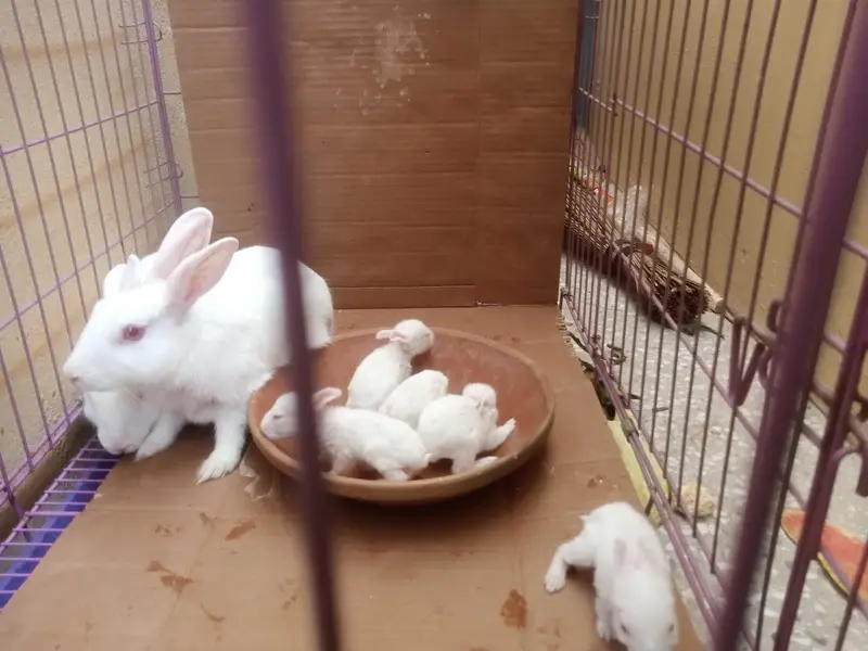2 breeder pair for sale — photo 5