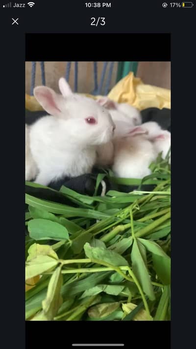 Red eyes rabbit