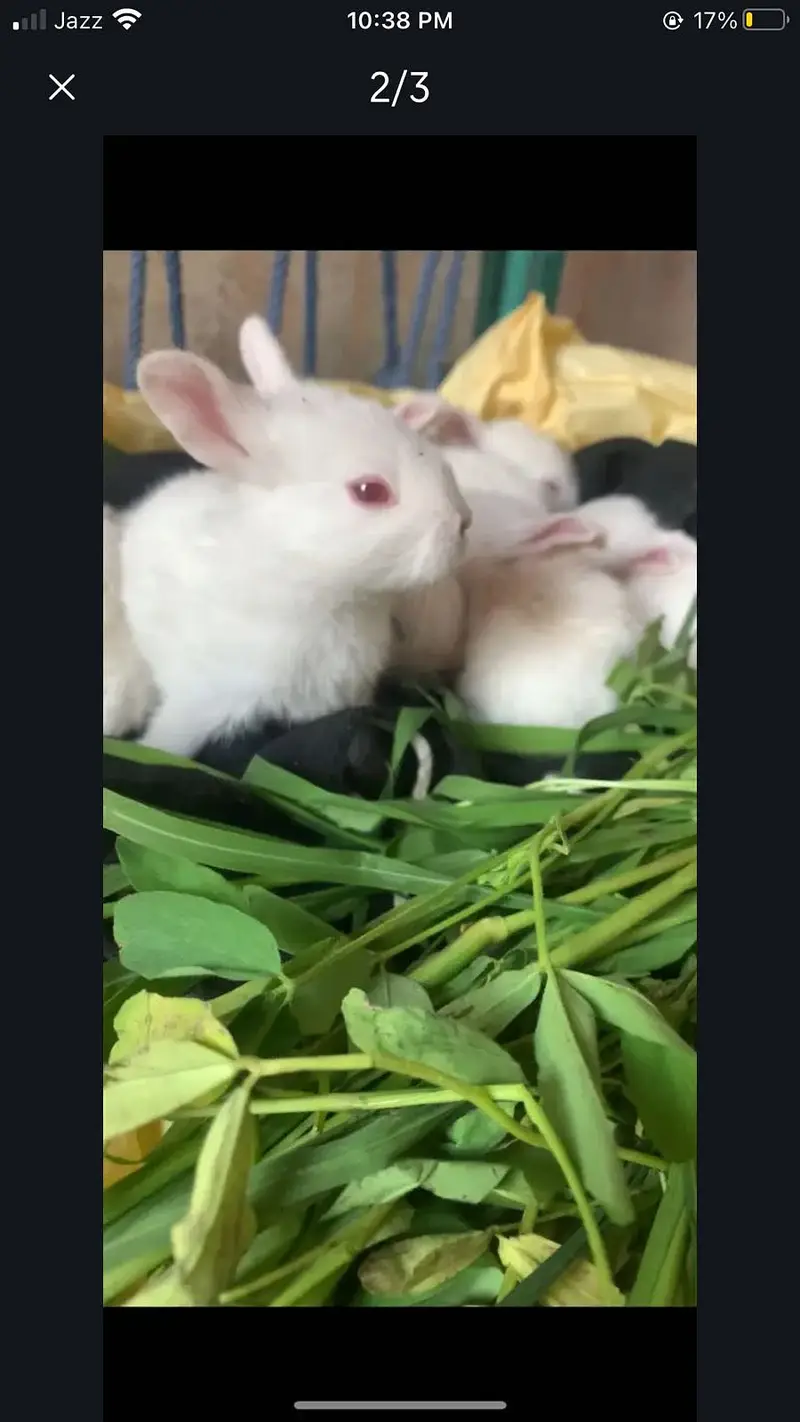 Red eyes rabbit
