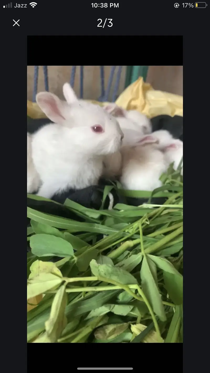 Red eyes rabbit — photo 2