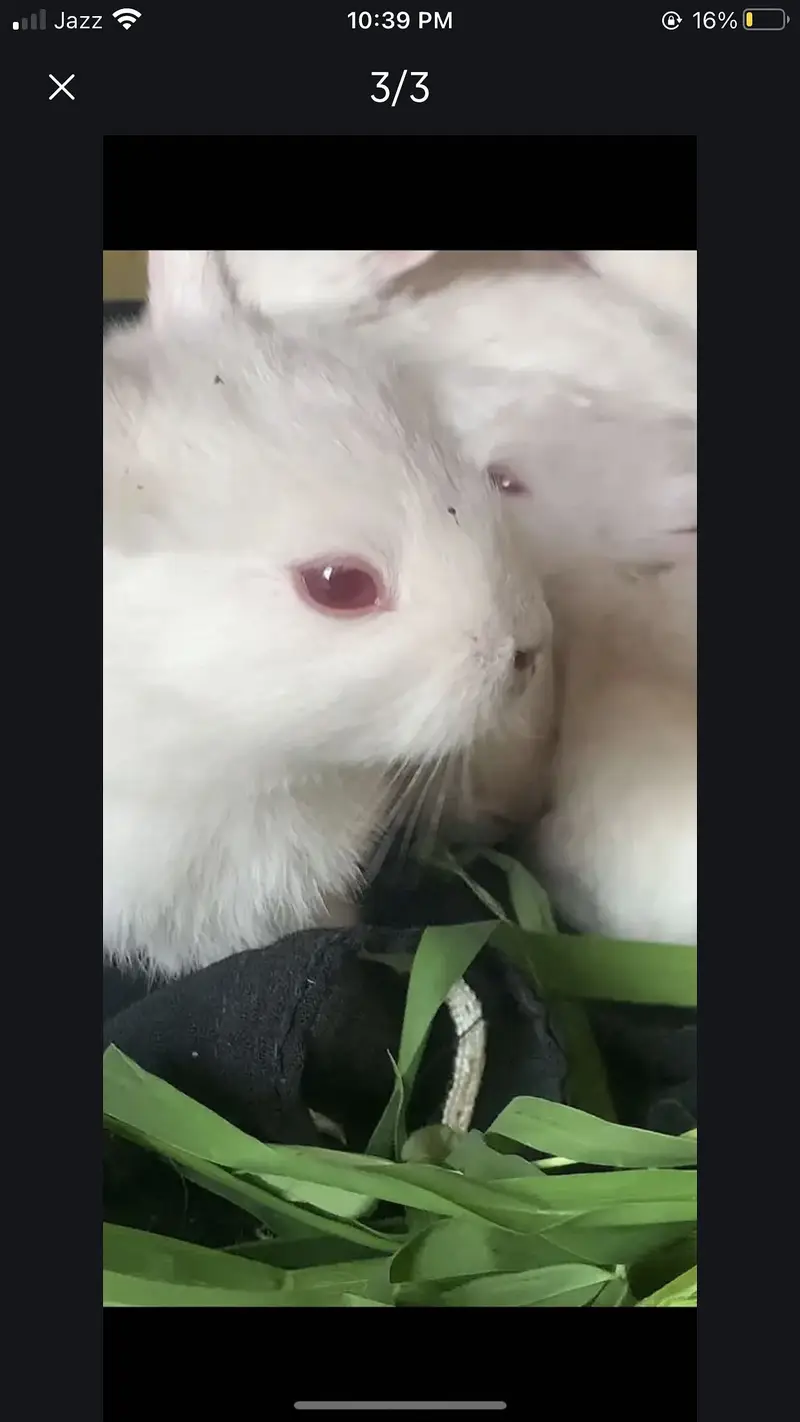 Red eyes rabbit — photo 3