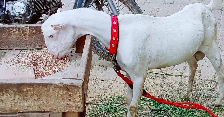 Teddy 0