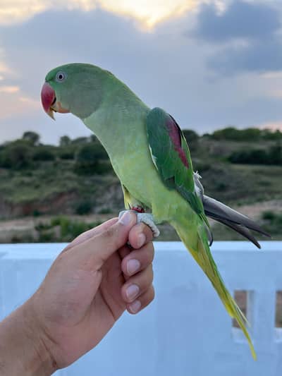 Raw Parrot