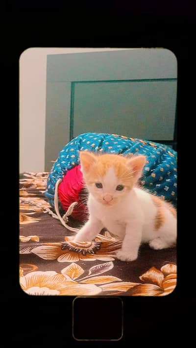 kitten for sale