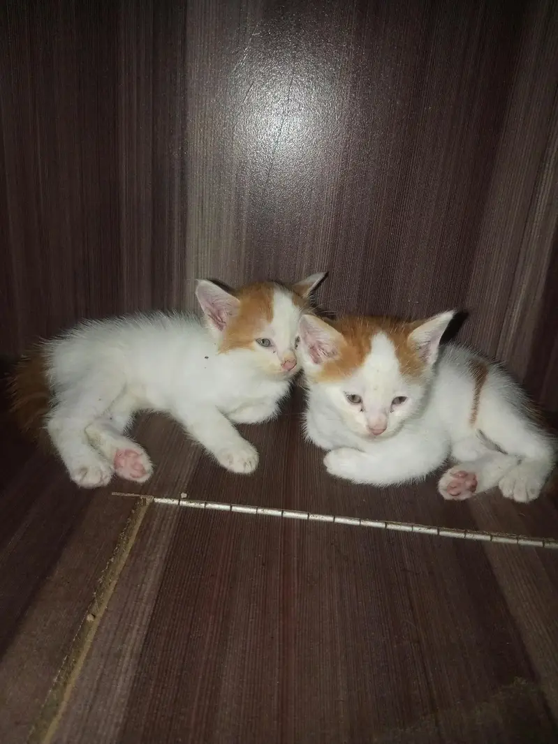 kitten for sale — photo 2