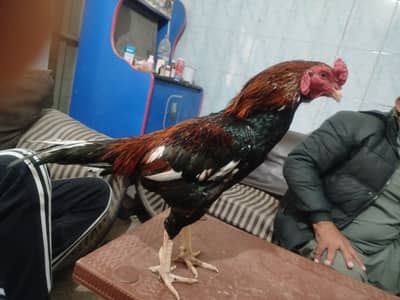 Breeder Ratta mushka