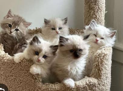 for sale kittens in Karachi.
