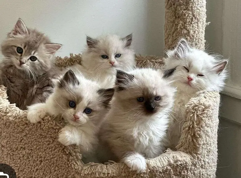 for sale kittens in Karachi.