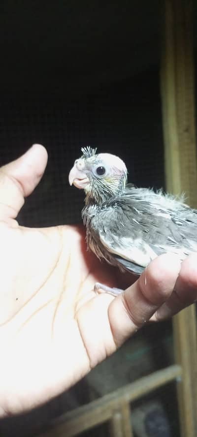 cocktail chick