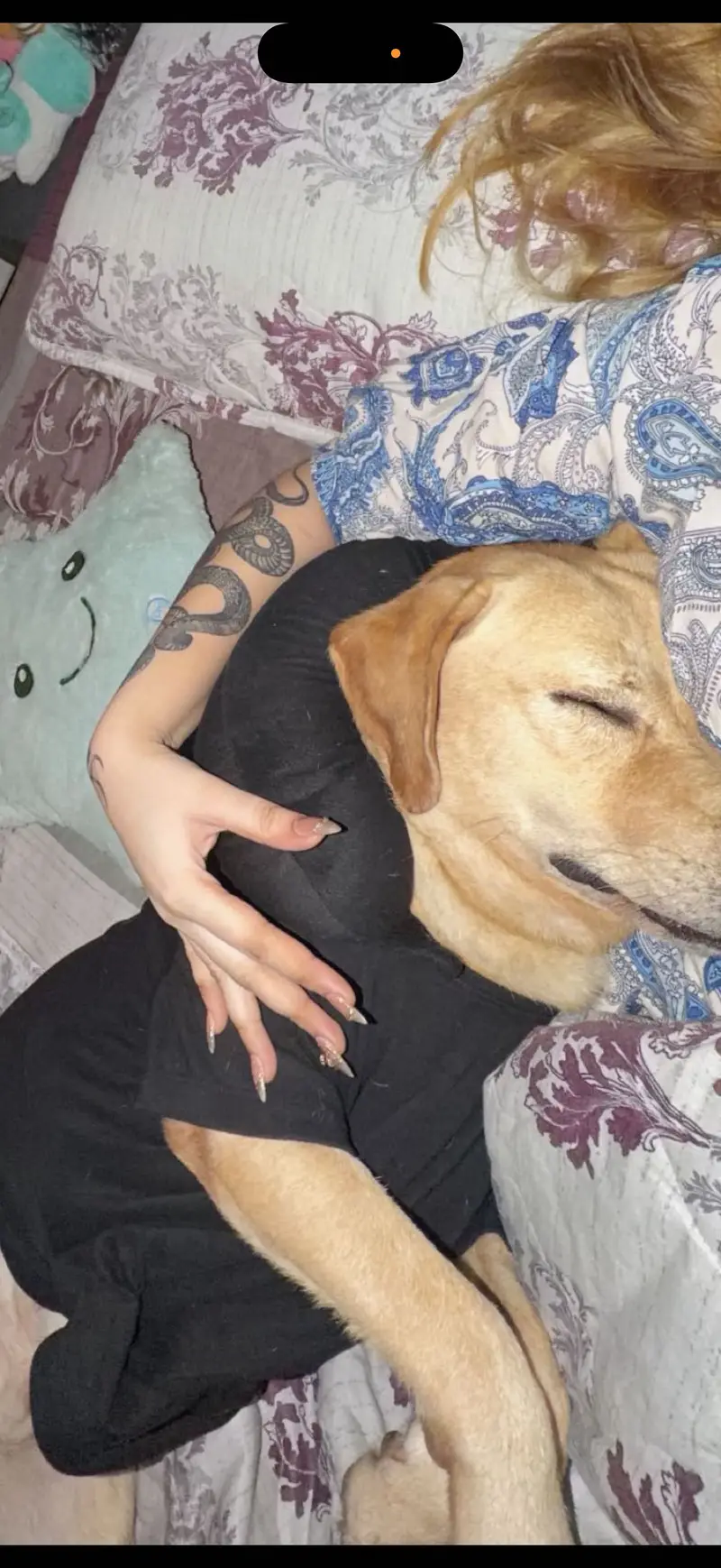 Labrador & huski