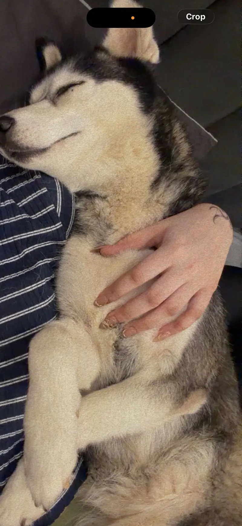 Labrador & huski — photo 6