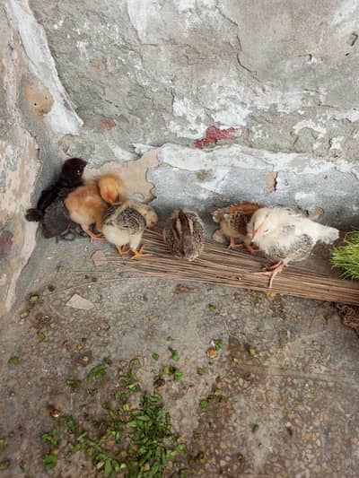4 murfi or 2 murge Desi Hain pinjra bi hai sath