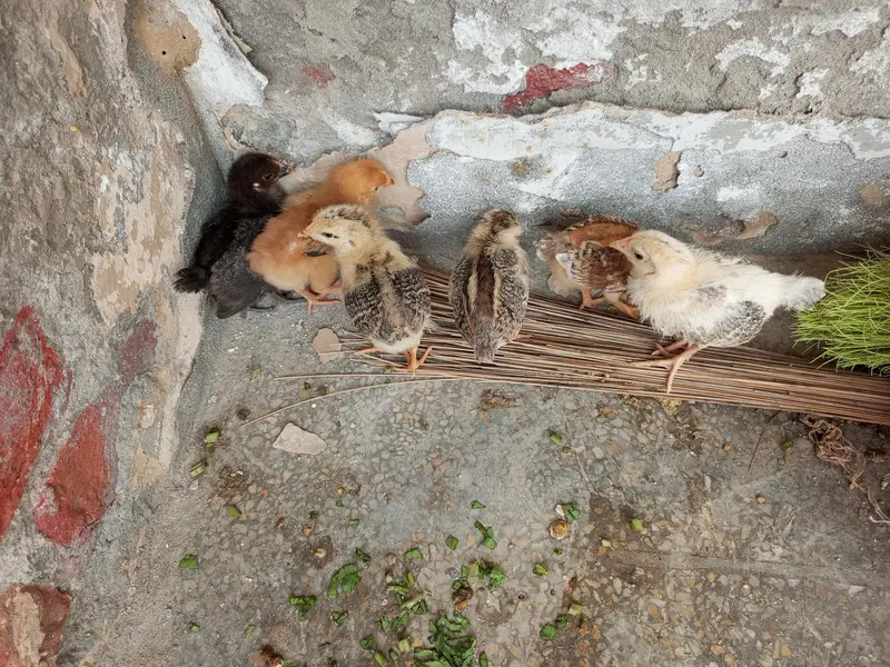 4 murfi or 2 murge Desi Hain pinjra bi hai sath — photo 2