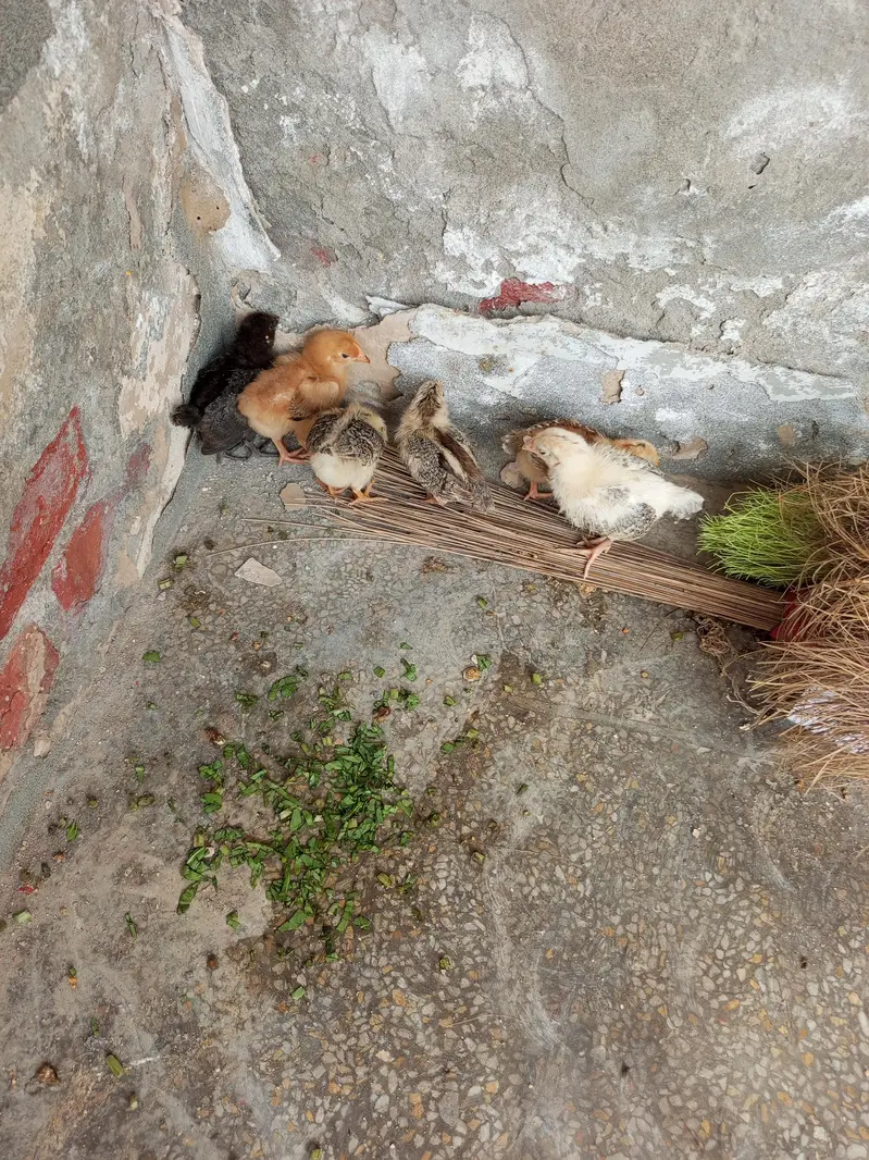 4 murfi or 2 murge Desi Hain pinjra bi hai sath — photo 3