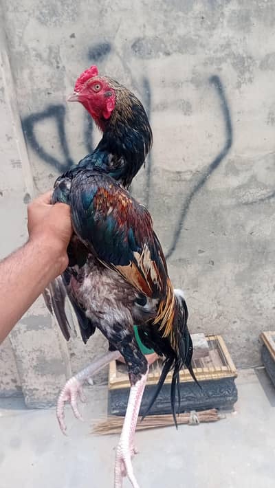 chutki py aany wala jawa white nok nali