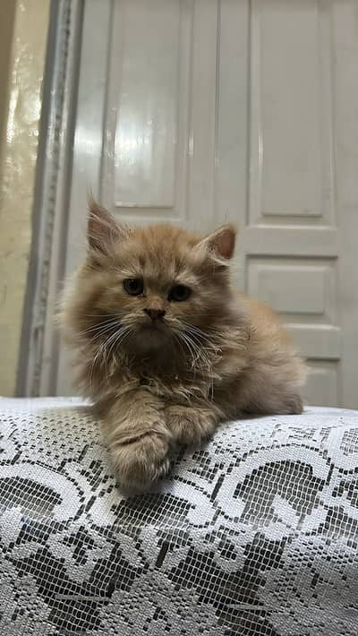 2 Persian Triple coat 1 white 2 ginger female