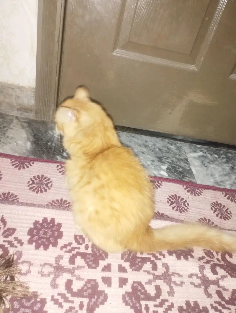 arjunt sale
