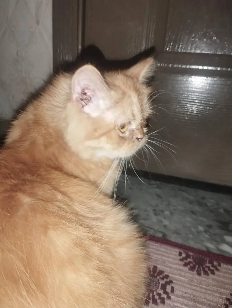arjunt sale — photo 2