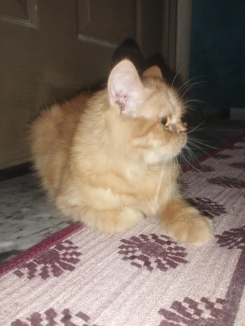 arjunt sale — photo 3