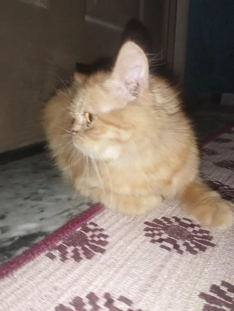 arjunt sale — photo 4