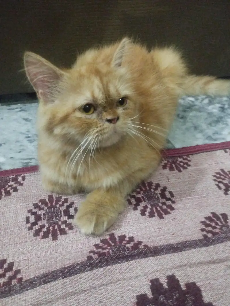 arjunt sale — photo 5
