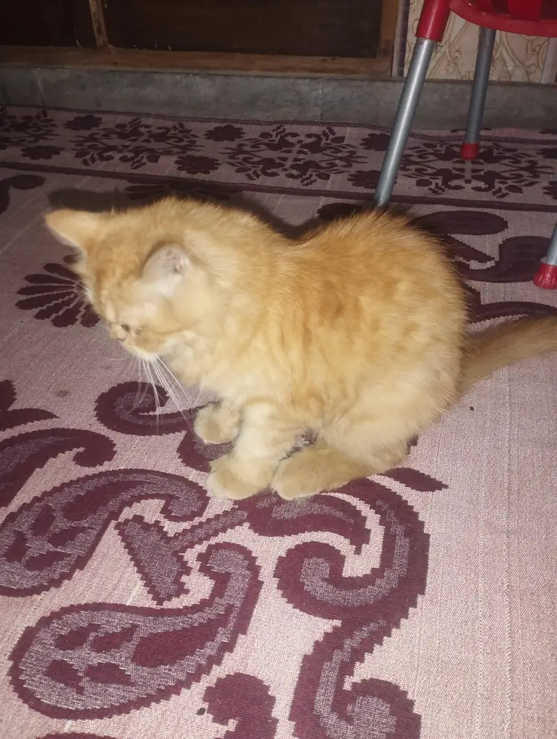 arjunt sale — photo 6