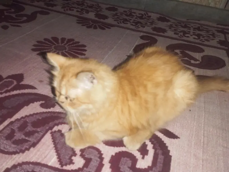 arjunt sale — photo 7