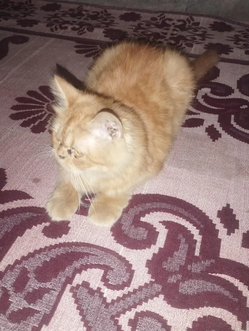 arjunt sale — photo 8