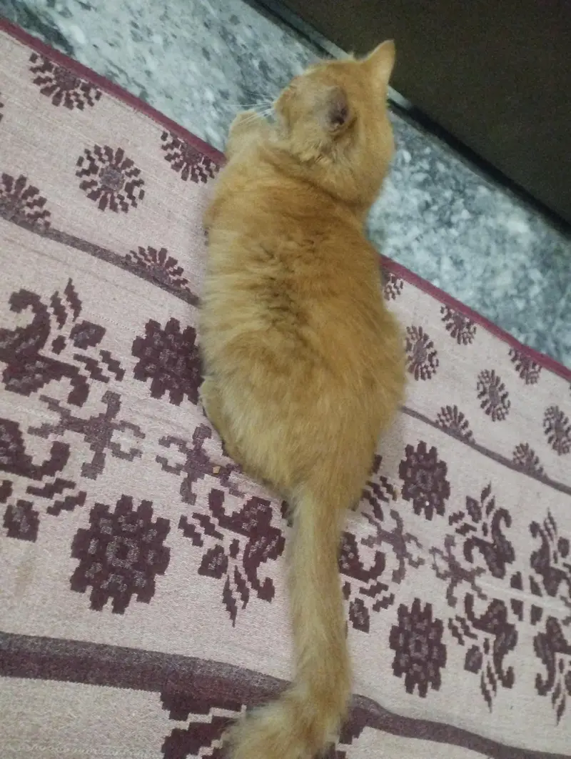 arjunt sale — photo 9