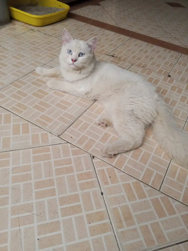 White Persian Giant Male Cat | Blue Eyes | Healthy & Playful