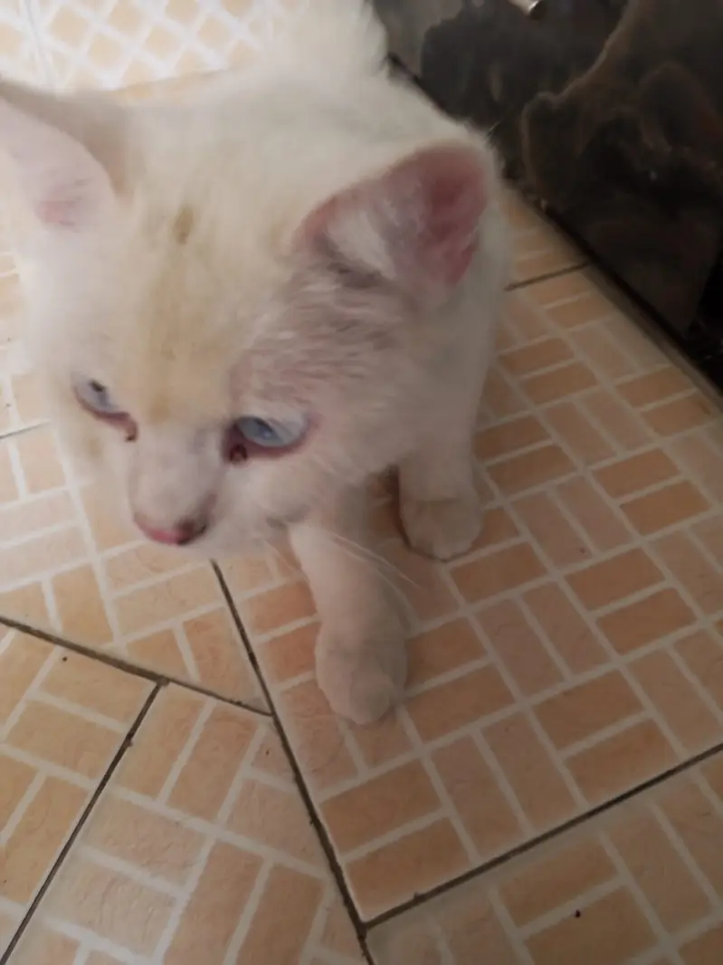 White Persian Giant Male Cat | Blue Eyes | Healthy & Playful — photo 2