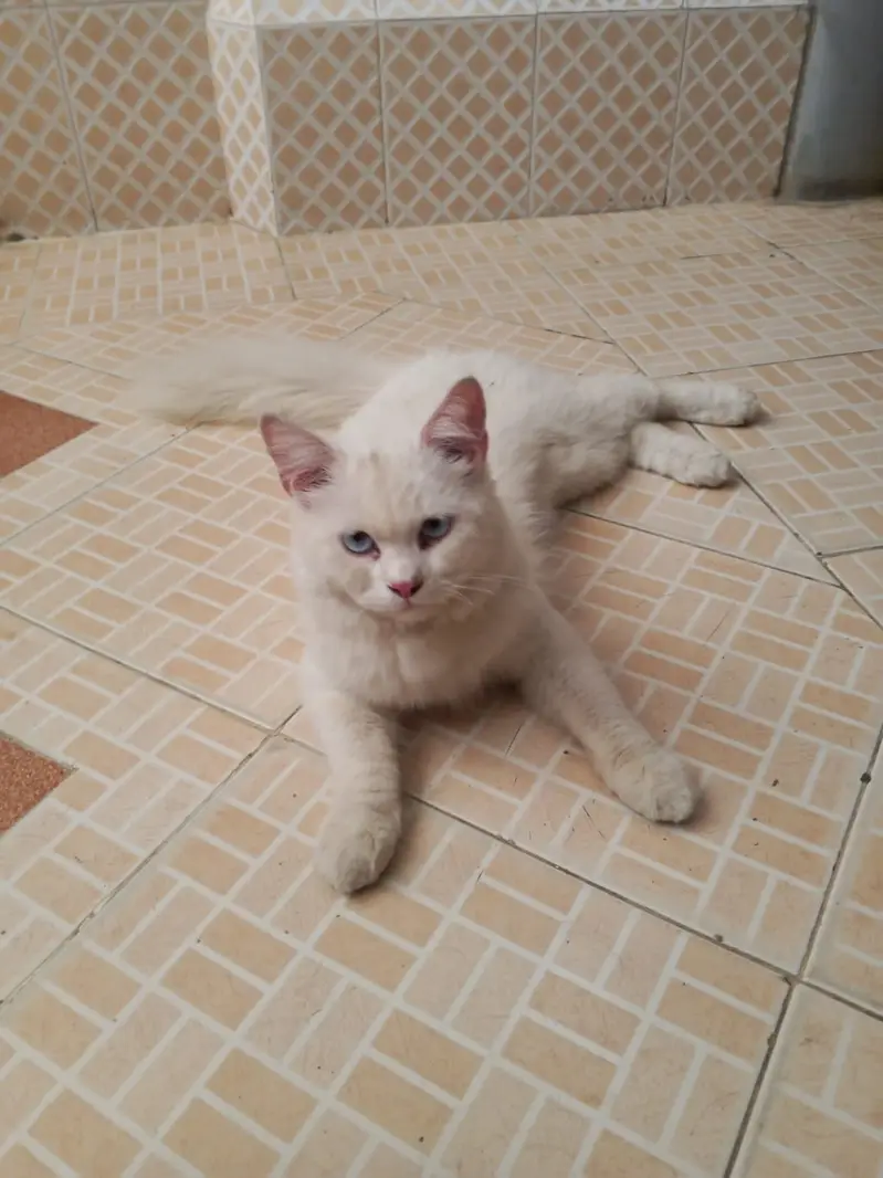 White Persian Giant Male Cat | Blue Eyes | Healthy & Playful — photo 3