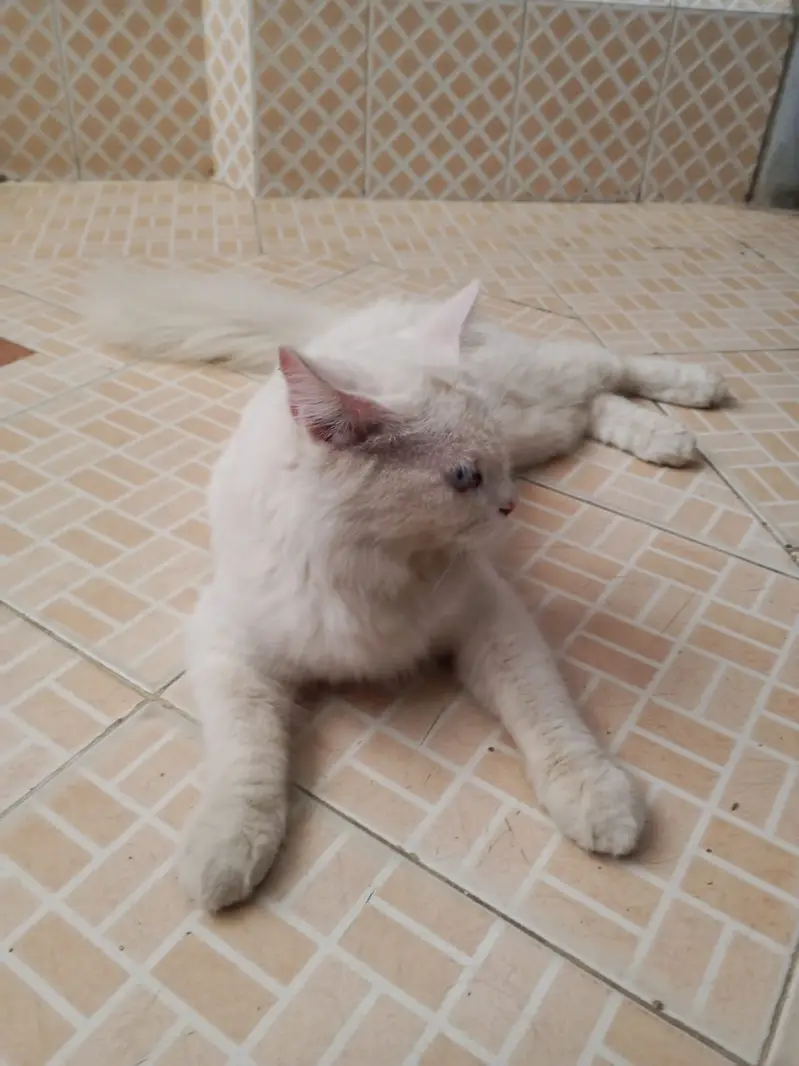 White Persian Giant Male Cat | Blue Eyes | Healthy & Playful — photo 4