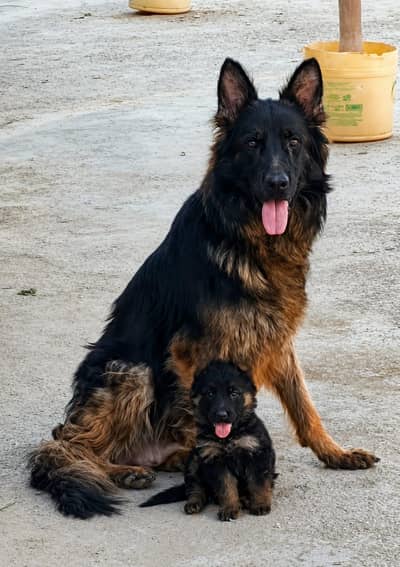 long coat black mask sland female puppy