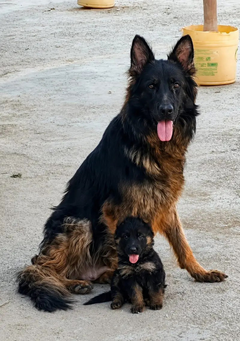long coat black mask sland female puppy