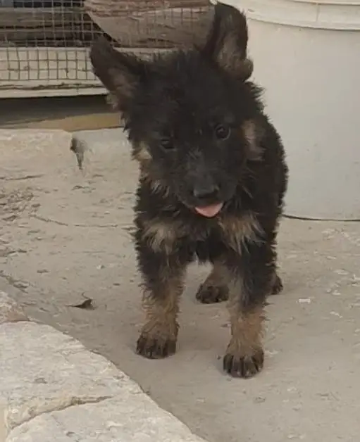long coat black mask sland female puppy — photo 2
