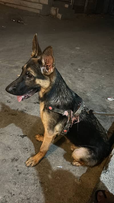 German shepherd
