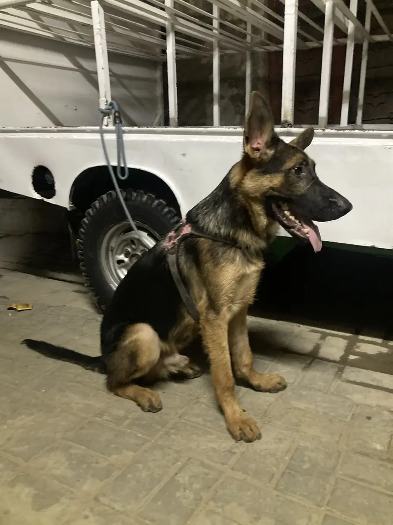 German shepherd — photo 2