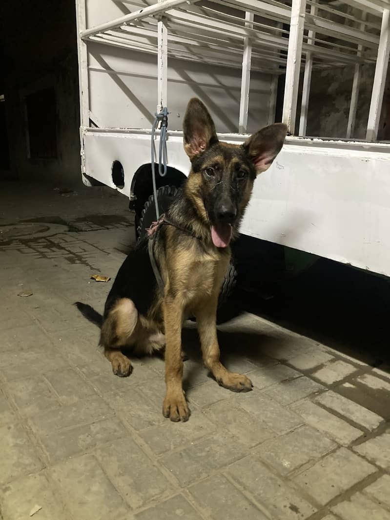 German shepherd 2