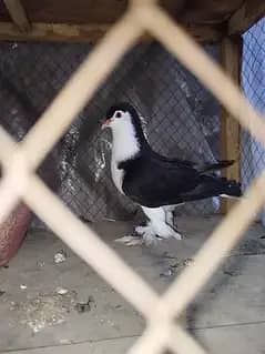 German Lahori