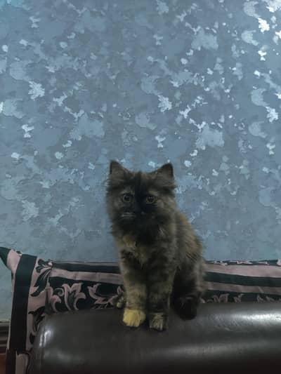 point Persian kitten triple coated for sale