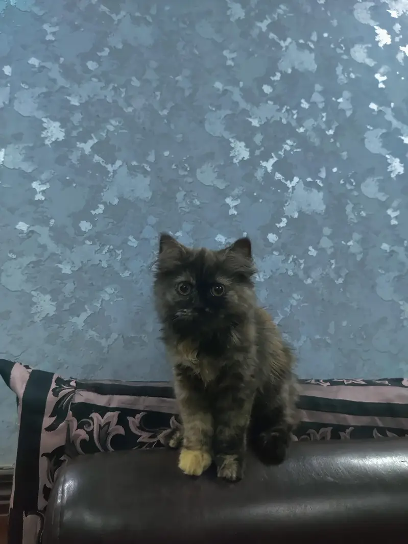 point Persian kitten triple coated for sale